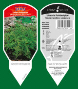 plantas ornamentales: perennes, gramíneas, hierbas, helechos 37
